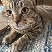 Lost Pet Image