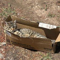 Lost Pet Image