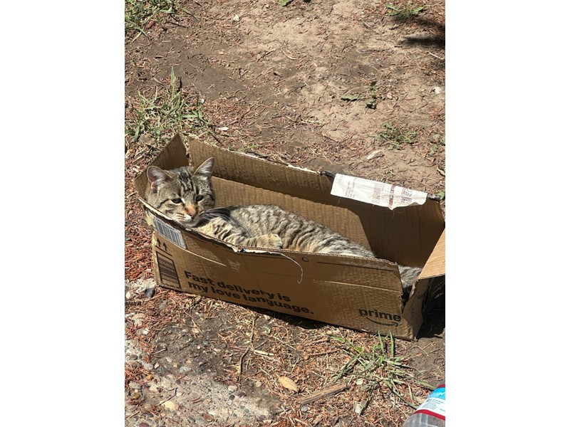 Pet Photo