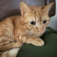 Lost Pet Image