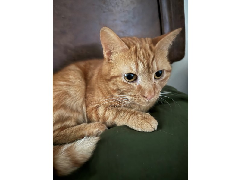 Pet Photo