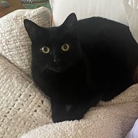 Lost Pet Image