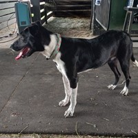 Lost Pet Image