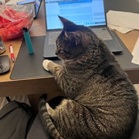 Lost Pet Image