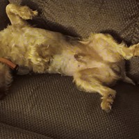 Lost Pet Image