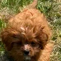 Lost Pet Image
