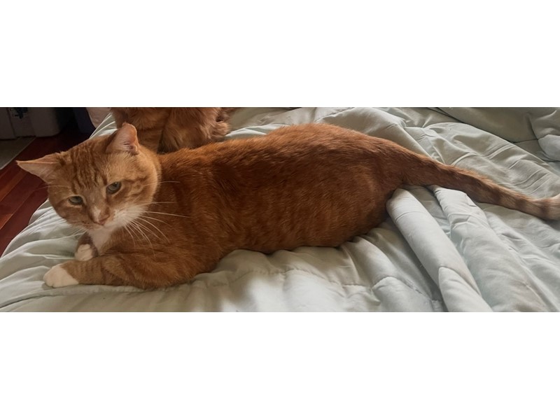 Pet Photo