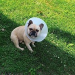 Boba, French Bulldog, lost pet near Fairview, MO