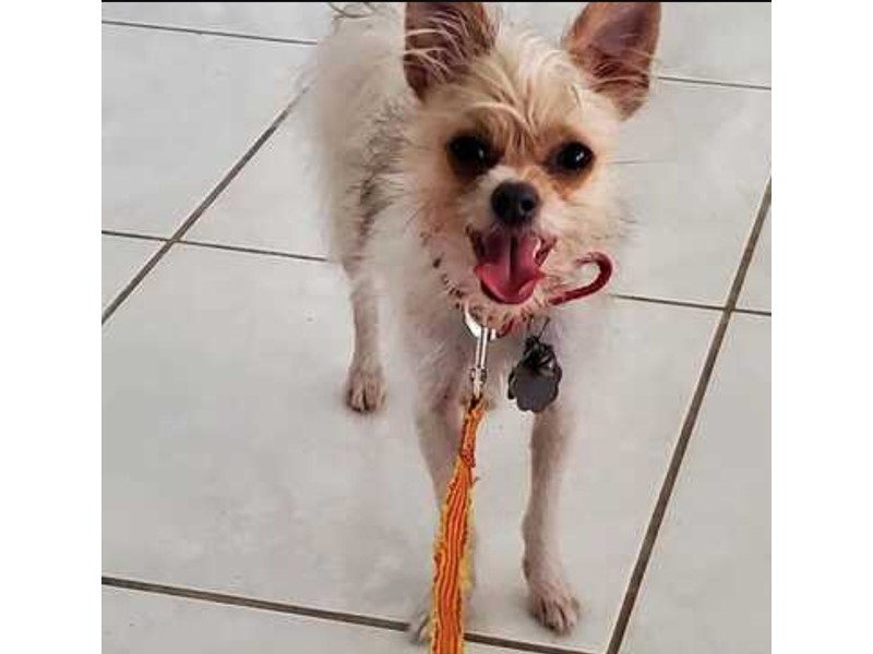 Pet Photo