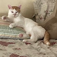 Lost Pet Image