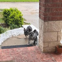 Lost Pet Image