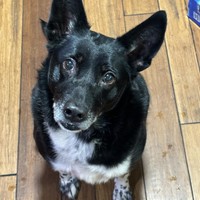 Lost Pet Image
