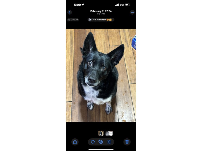 Pet Photo