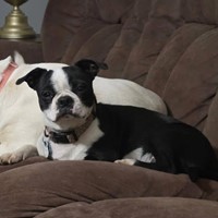 Lost Pet Image