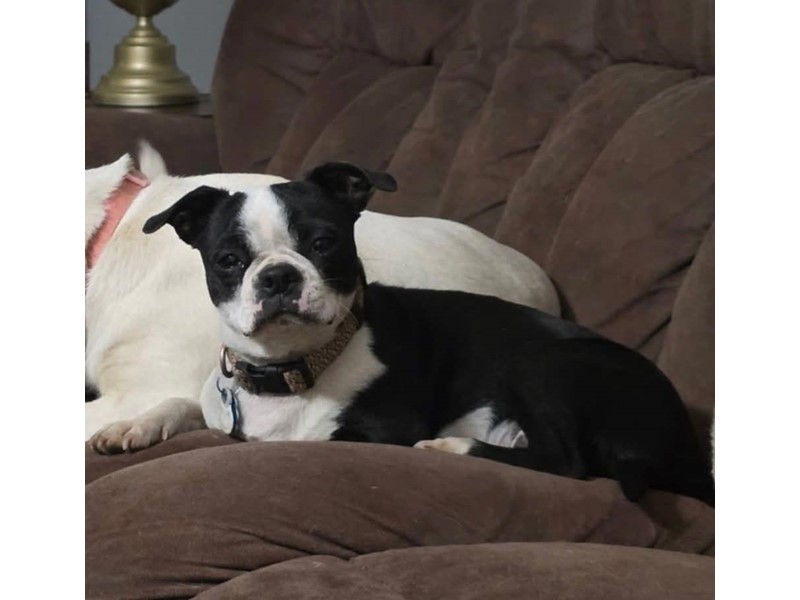 Pet Photo
