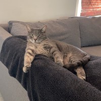 Lost Pet Image