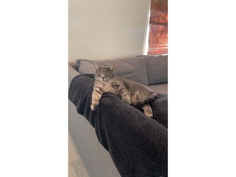 Pet Photo
