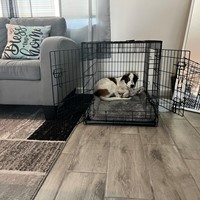Lost Pet Image