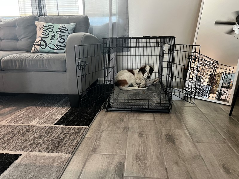 Pet Photo