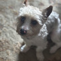 Lost Pet Image
