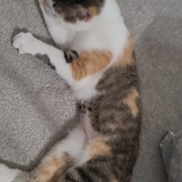 Lost Pet Image