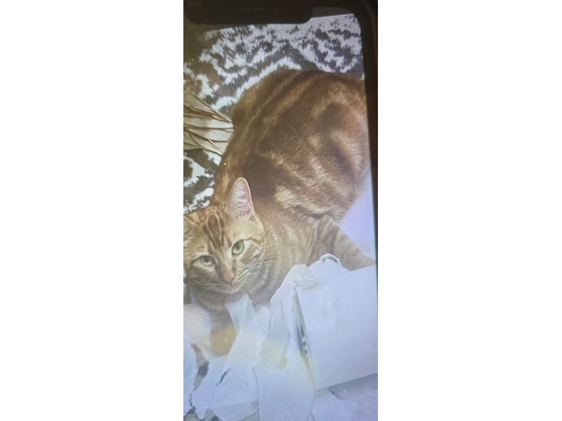 Pet Photo