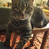 Lost Pet Image