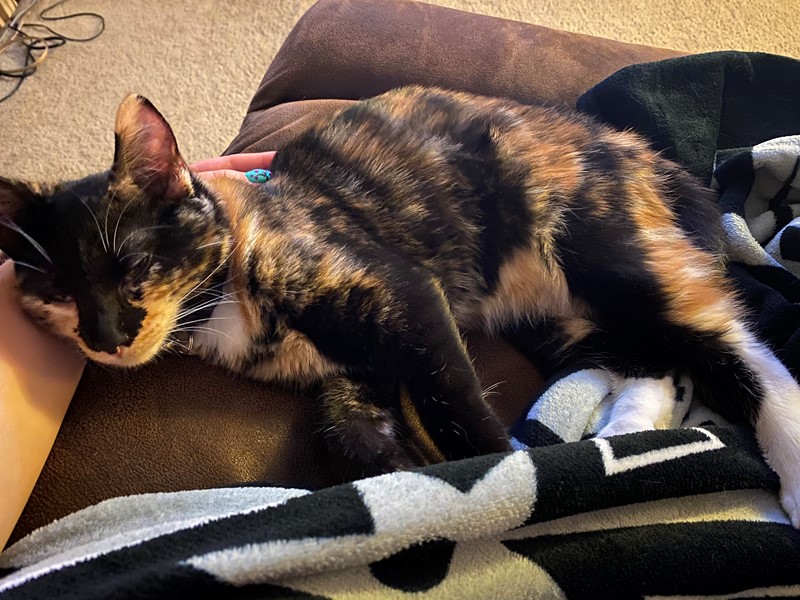 Pet Photo
