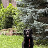 Lost Pet Image