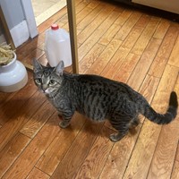Lost Pet Image