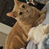 Lost Pet Image