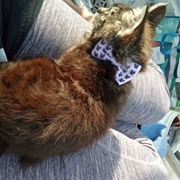 Lost Pet Image