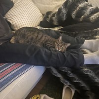Lost Pet Image