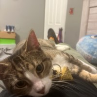 Lost Pet Image