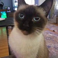Lost Pet Image
