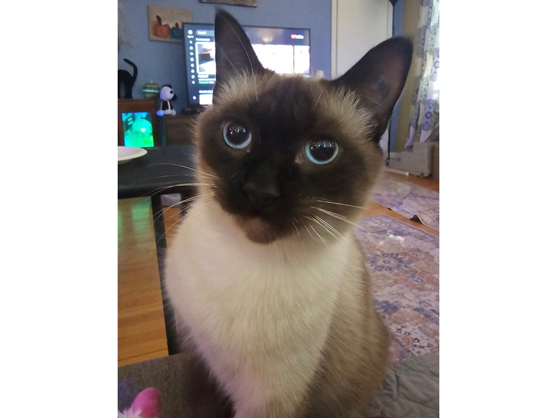 Pet Photo