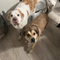 Lost Pet Image