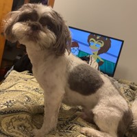 Lost Pet Image