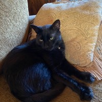 Lost Pet Image