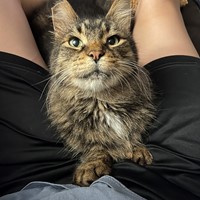 Lost Pet Image