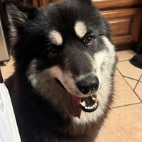 Lost Pet Image