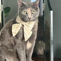 Lost Pet Image