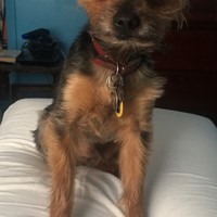 Lost Pet Image