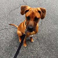 Lost Pet Image