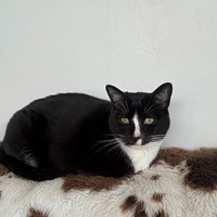 Lost Pet Image