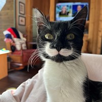 Lost Pet Image