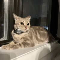 Lost Pet Image