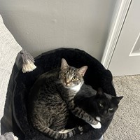 Lost Pet Image