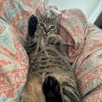 Lost Pet Image