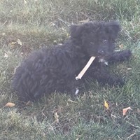Lost Pet Image